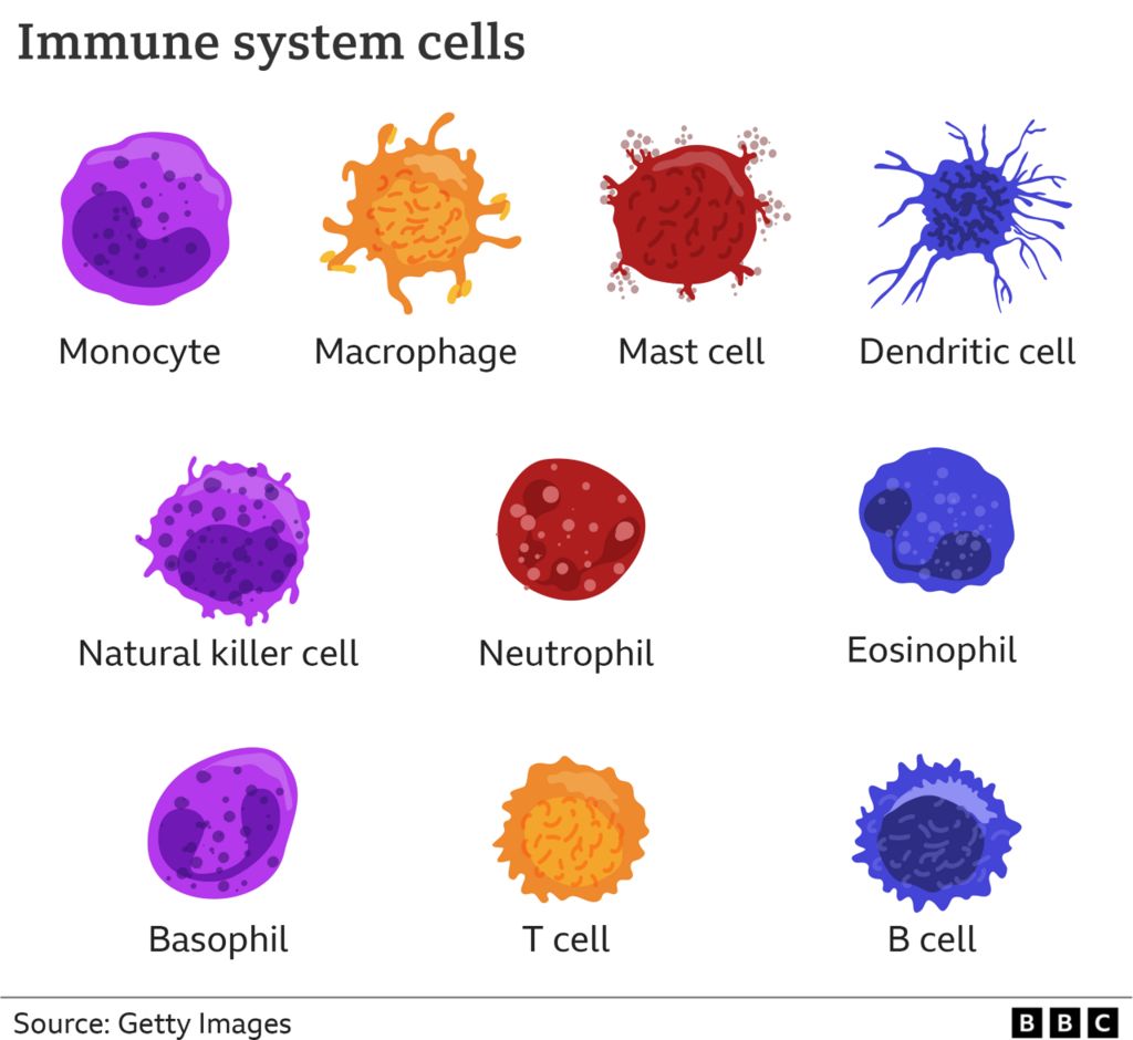 An immune system cell called the plasma cell produces thousands