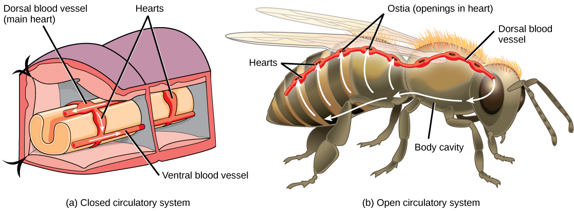 All invertebrates have an open circulatory system