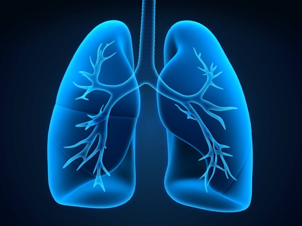 An organ in the respiratory system