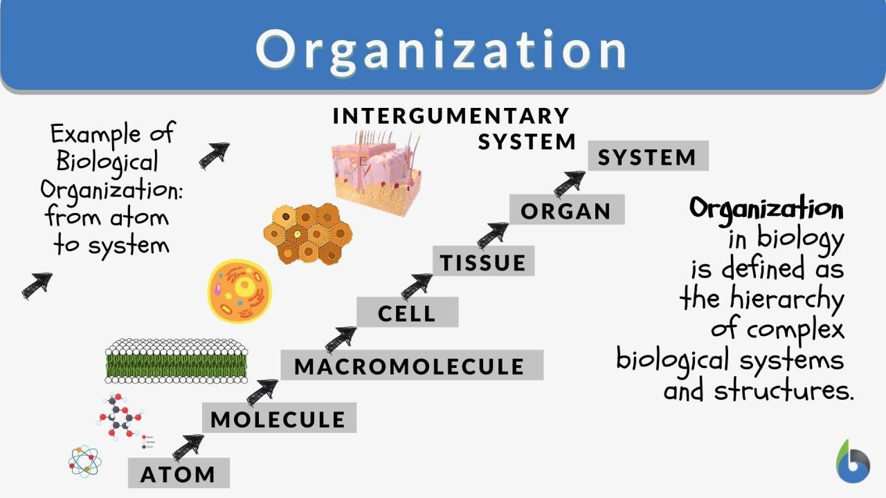 An organization as a system is by definition